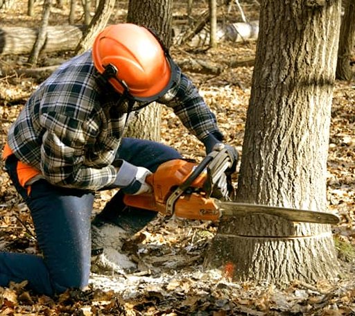 Tree Removal in Montrose, AR